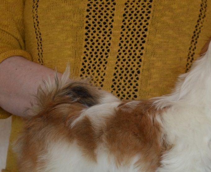 Frisette's Thellus Starboy , 