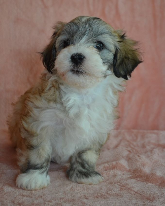 Happy Friend's Eyecatcher Effie 6 v.