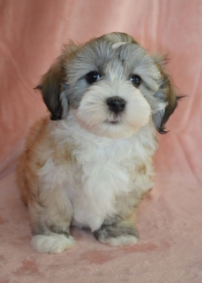 Happy Friend's Eyecatcher Effie, 