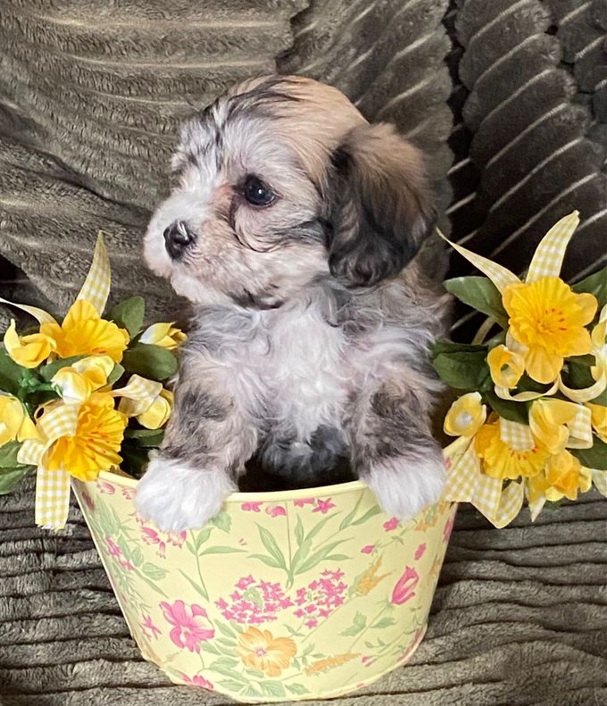 Happy Friend's Little Lilly 6 veckor